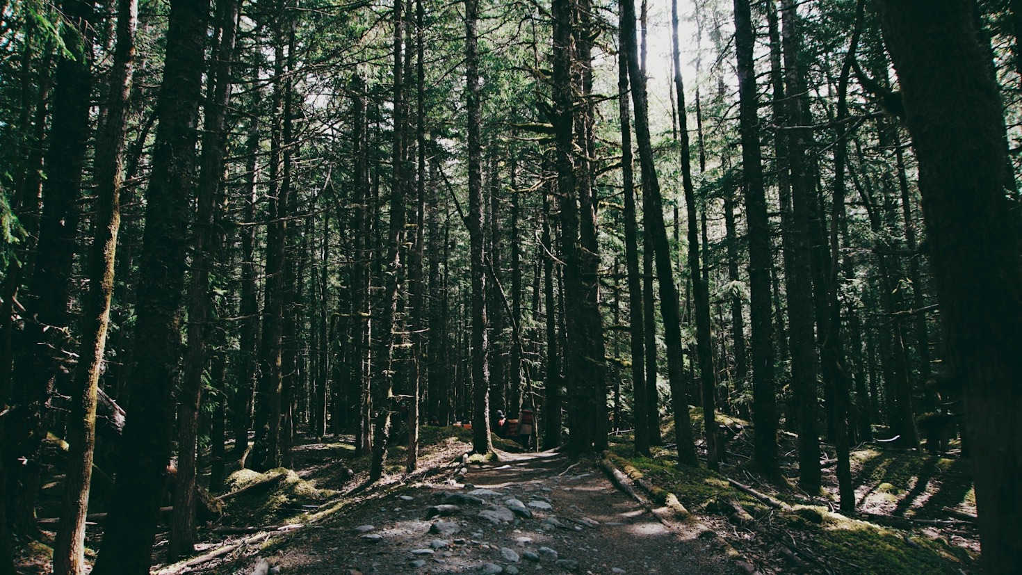 Abenteuerliche Waldprojekte für Kinder